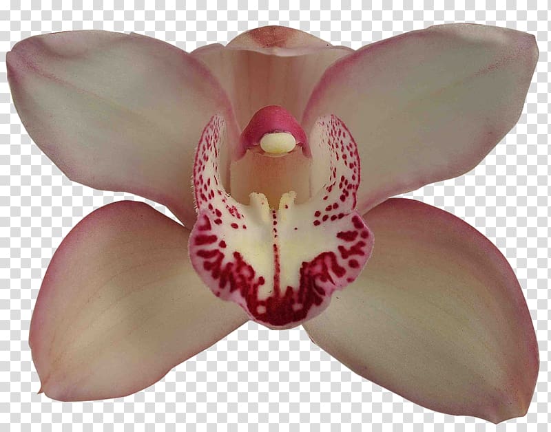 Moth orchids Boat orchid Cultivar Adubação, vai Brasil transparent background PNG clipart