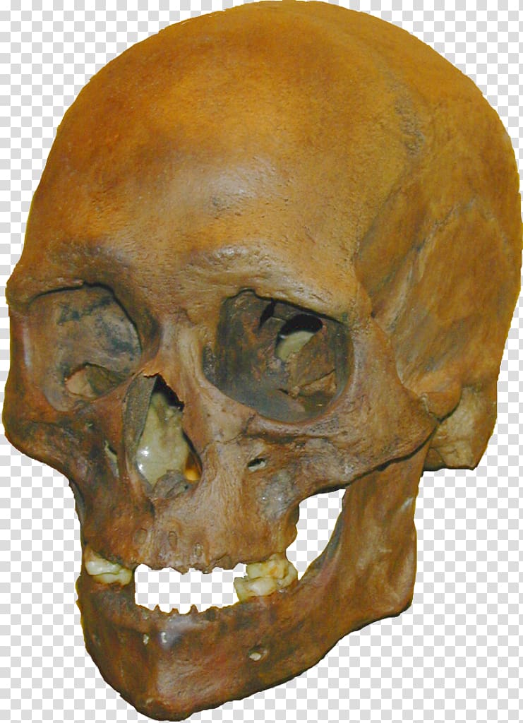 Tautavel Man Stellmoor Skull Homo sapiens Meiendorf, skull transparent background PNG clipart
