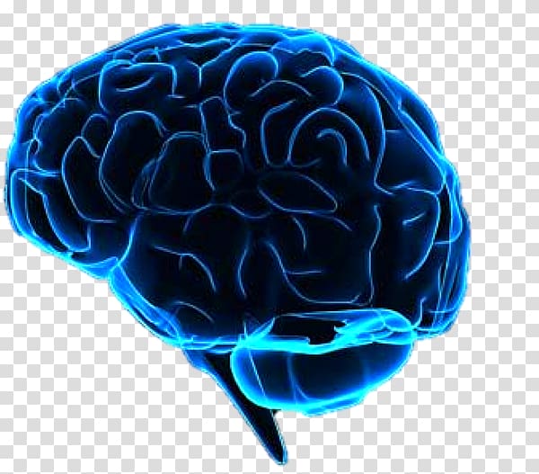 Human brain Neuroimaging Artificial intelligence Brain–computer interface, Brain transparent background PNG clipart