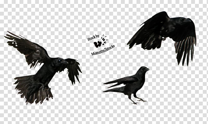 American crow Tattoo Three crows, Flying Crow transparent background PNG clipart