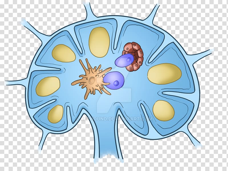 Lymph node Drawing Endothelium Blood vessel, cartoon illustration ...