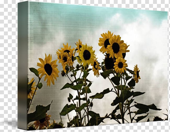 Common sunflower Sunflower seed Floral design Sunflowers, design transparent background PNG clipart