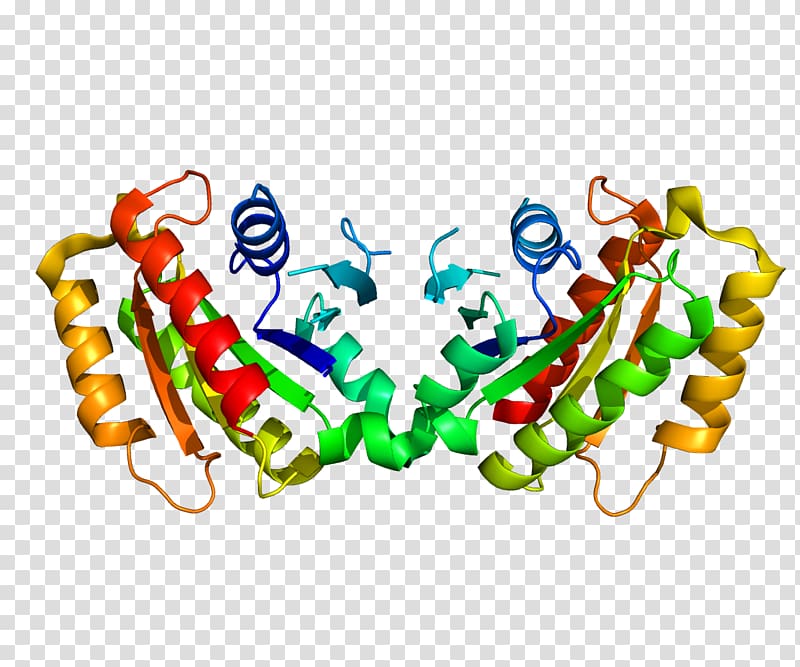 LRRK2 Parkinson\'s disease Protein Leucine-rich repeat Amino acid, others transparent background PNG clipart