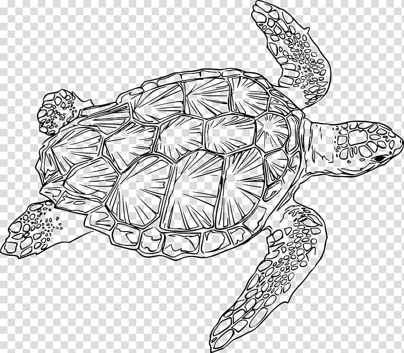 Sea turtle Reptile Drawing, turtle transparent background PNG clipart
