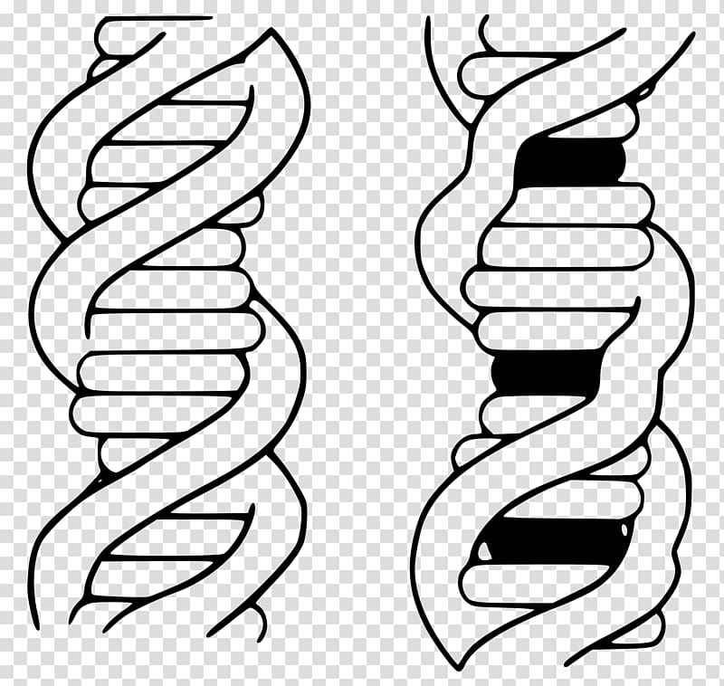 Intercalation Ethidium bromide DNA Biochemistry, Biochemistry transparent background PNG clipart