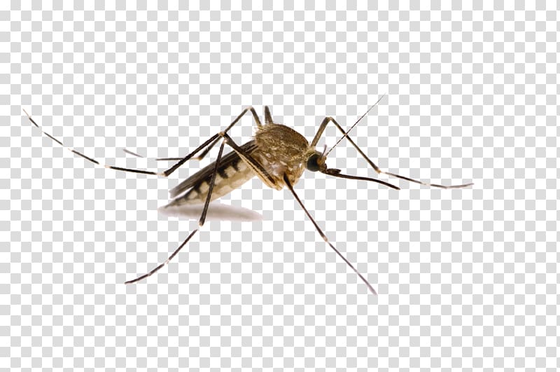 Mosquito-borne disease West Nile fever Mosquito control West Nile virus, mosquito transparent background PNG clipart