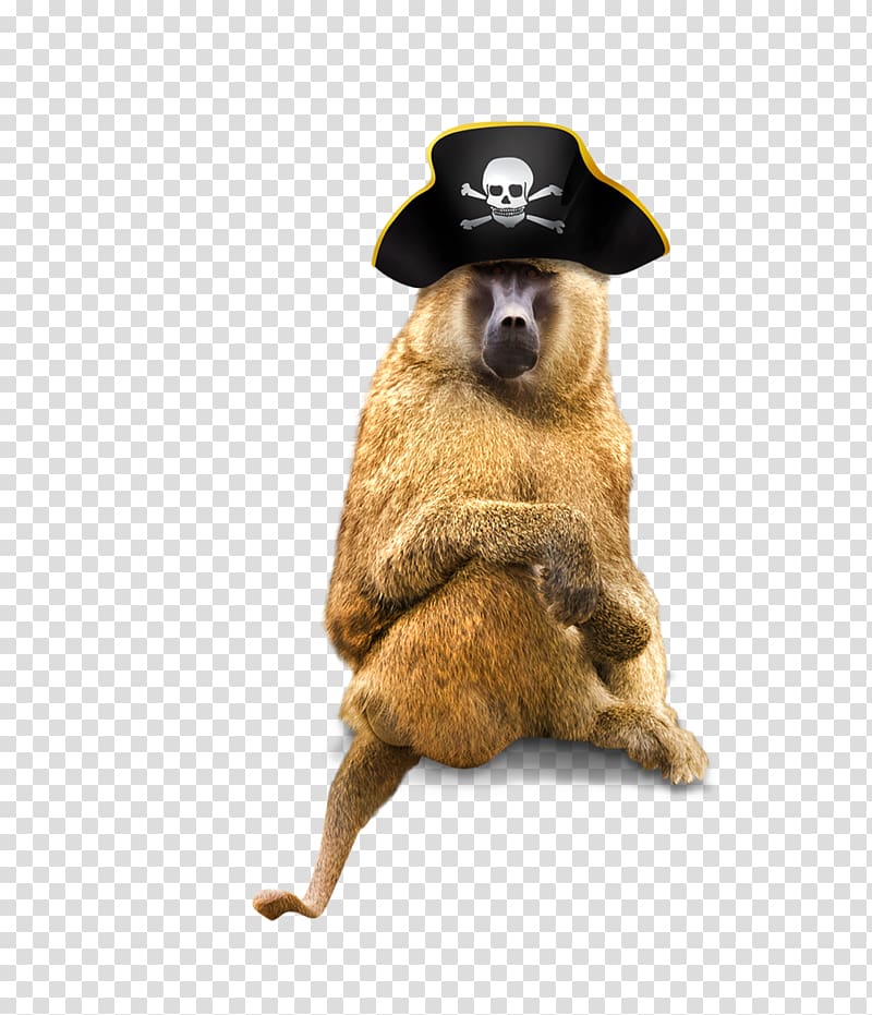 Piracy Hat Computer file, Monkey wearing a pirate hat transparent background PNG clipart