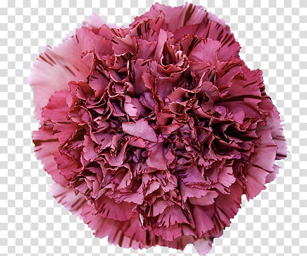 Carnation Cut flowers China pink, Dianthus transparent background PNG clipart