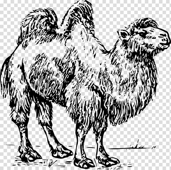 Bactrian camel Dromedary Australian feral camel , others transparent background PNG clipart