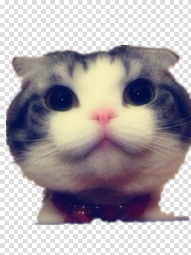 Funny Cat Kitten Dog Big cat, Stay Meng big cat face transparent background PNG clipart