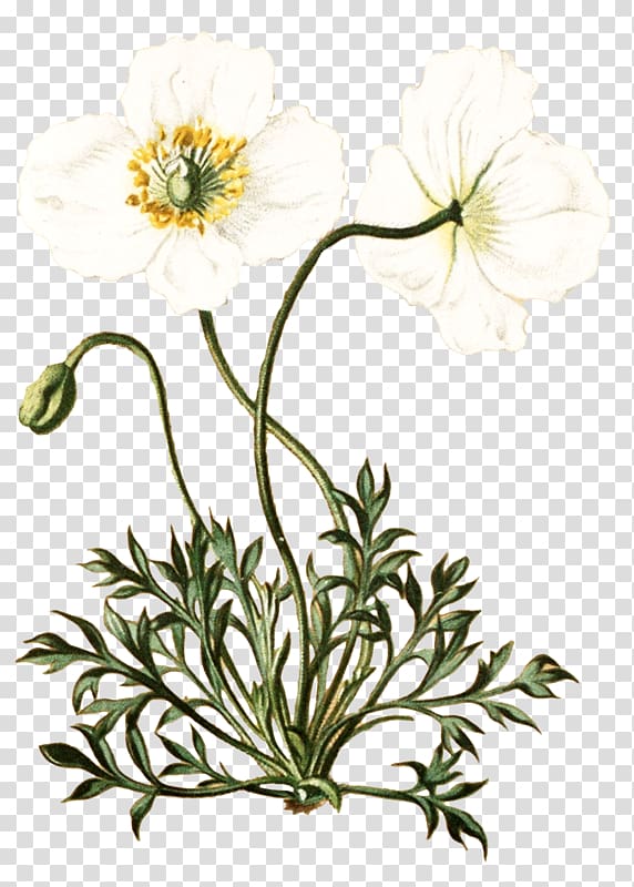 Botanical illustration Botany Flower, flower transparent background PNG clipart