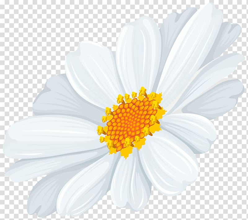 white and yellow petaled flower illustration, Common daisy Oxeye daisy , White Daisy transparent background PNG clipart