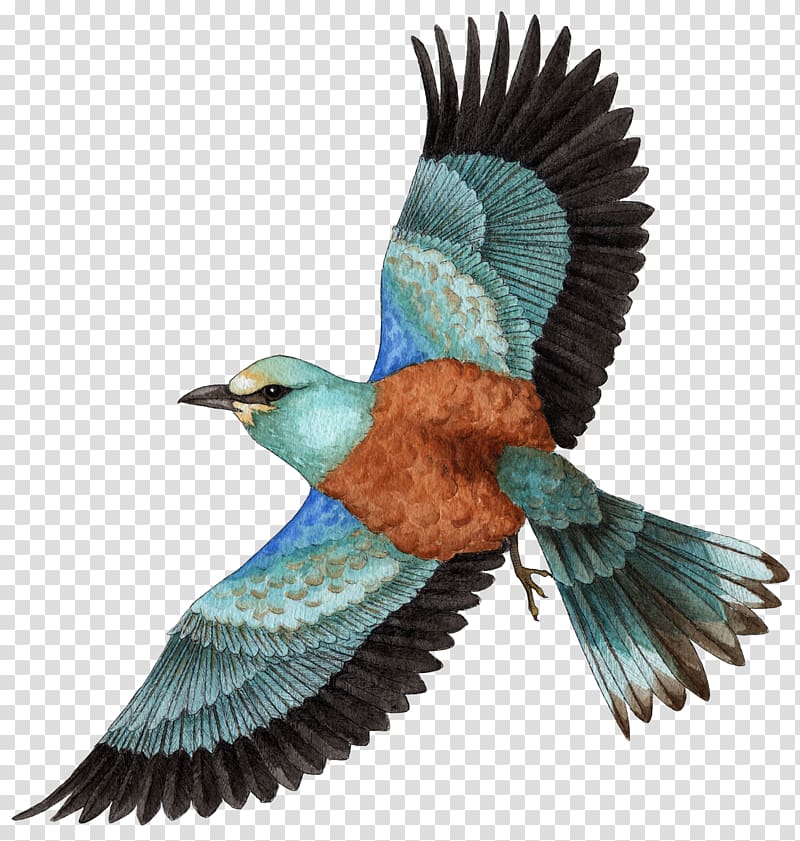 European roller Drawing Illustration Bee-eater, Animalier transparent background PNG clipart