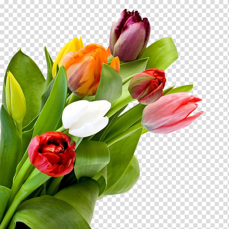 Tulip Flower bouquet Desktop Rose, tulip transparent background PNG clipart