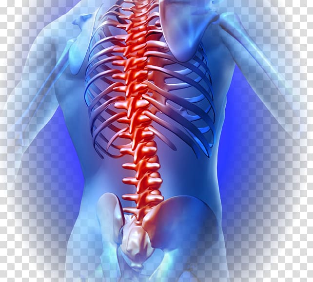 Low back pain Vertebral column Human back Neck pain, Innova Pain Clinic transparent background PNG clipart