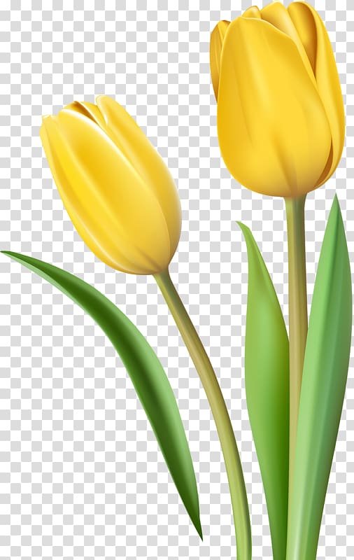 Tulip Yellow Cut flowers, tulip transparent background PNG clipart