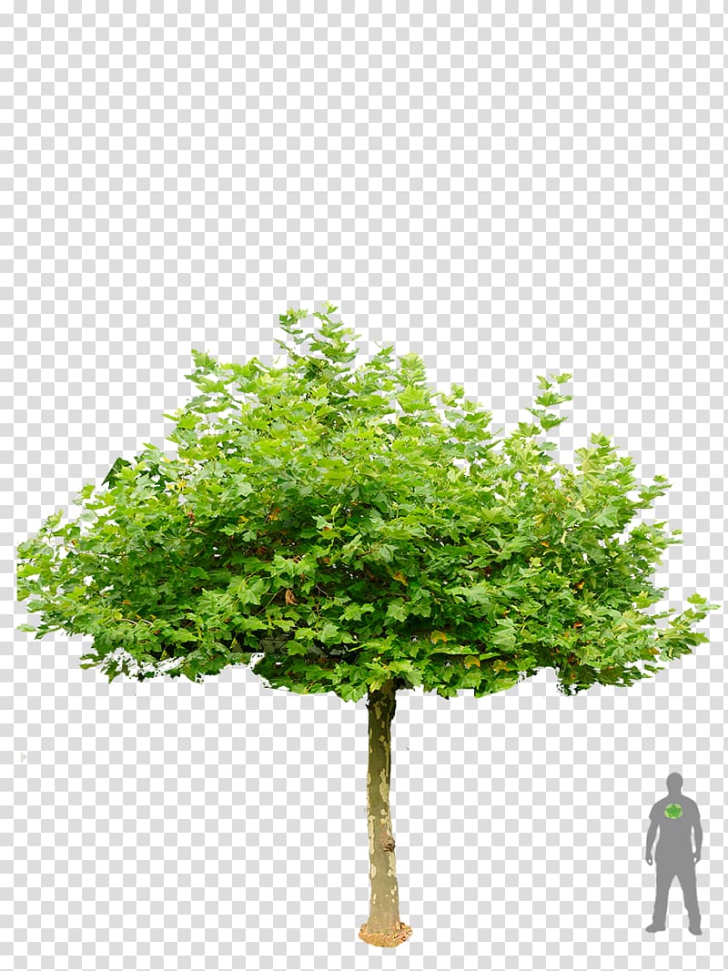 London plane Tree Garden Shrub Roof, bonsai trees transparent background PNG clipart