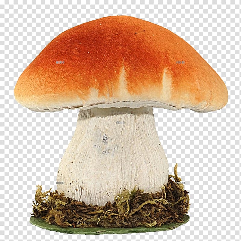 Fungus Amanita muscaria Spore Edible mushroom, others transparent background PNG clipart