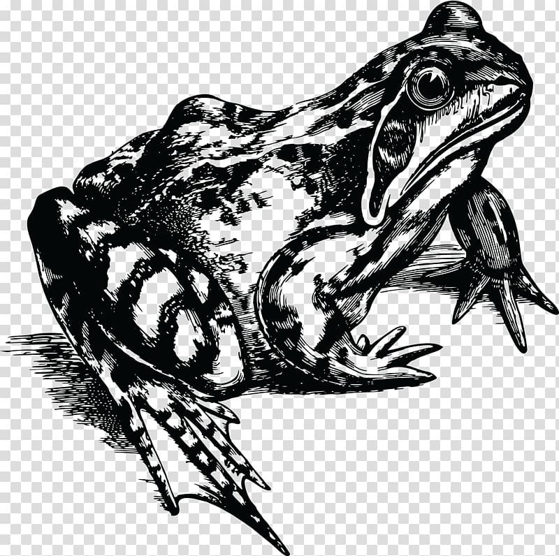 Common frog Toad Rubber stamp T-shirt, frog transparent background PNG clipart