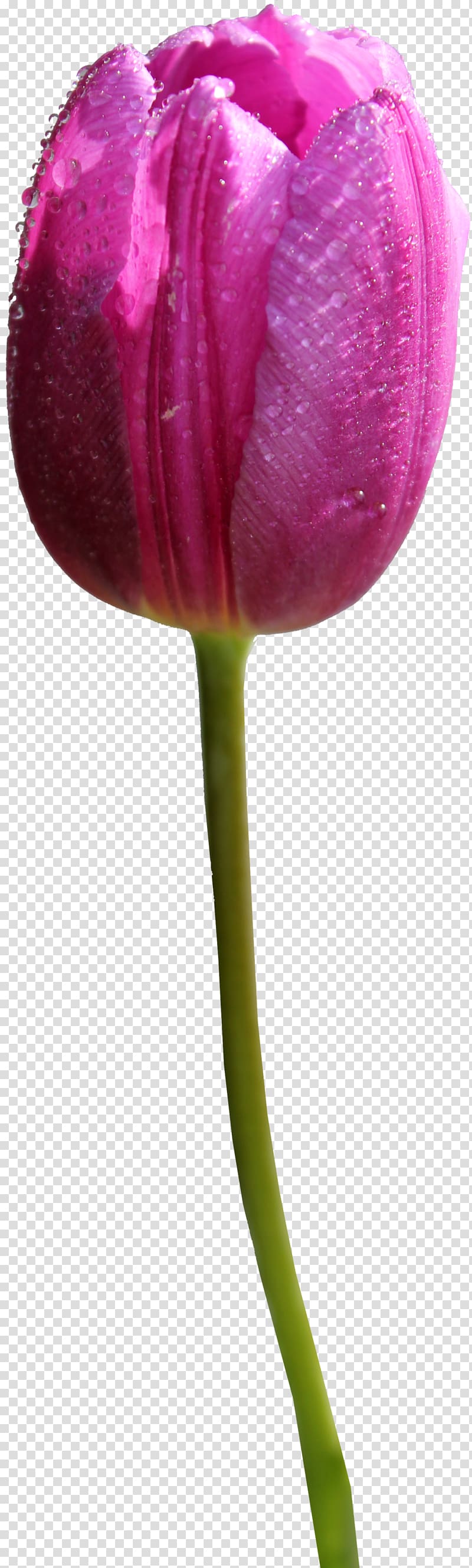 Skagit Valley Tulip Festival , Tulip Hd transparent background PNG clipart