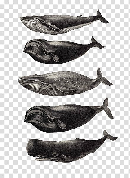 Sperm whale Cetacea Drawing Killer whale, others transparent background PNG clipart