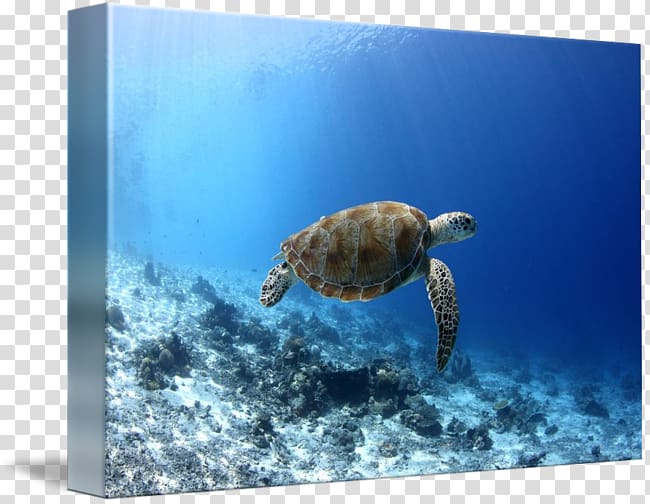 Loggerhead sea turtle Underwater, sea transparent background PNG clipart