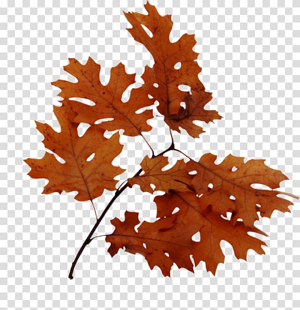 Bur oak Leaf Northern Red Oak English oak Acorn, Leaf transparent background PNG clipart