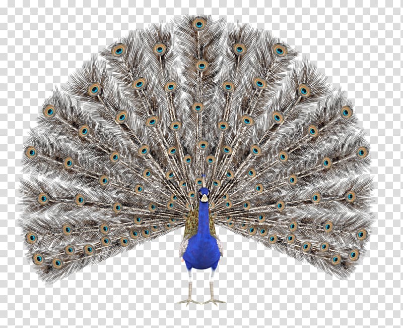 Peafowl Drawing Illustration, Peacock transparent background PNG clipart