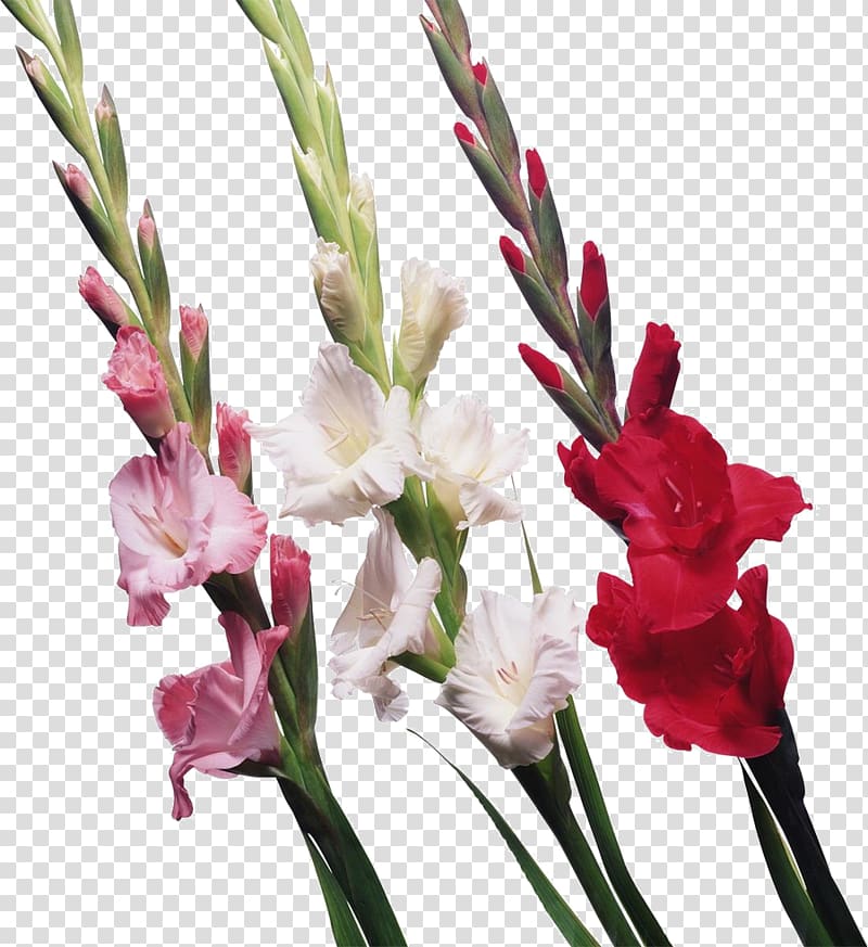 Gladiolus Bulb Cut flowers Iridaceae, gladiolus transparent background PNG clipart