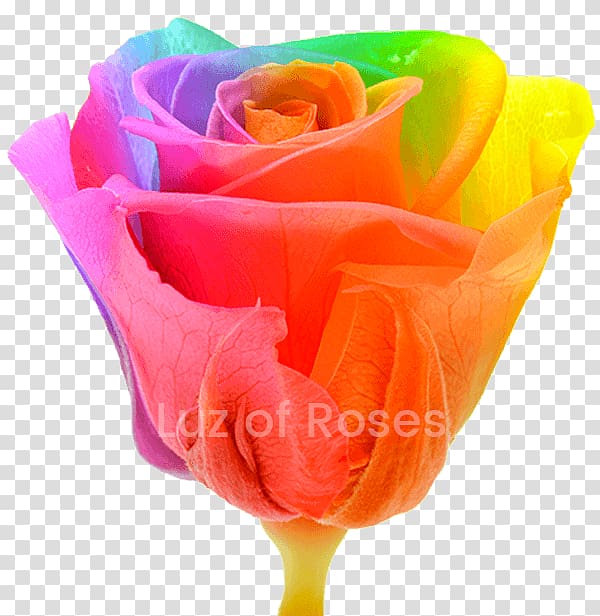 Garden roses Rainbow rose , rose transparent background PNG clipart