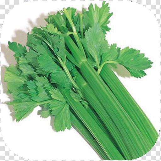 Wild celery Plant Root Vegetable, plant transparent background PNG clipart