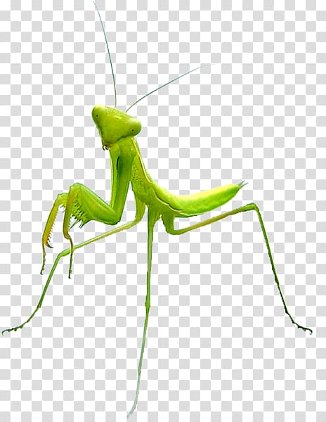 Mantis Insect Vlucht, Praying Mantis transparent background PNG clipart