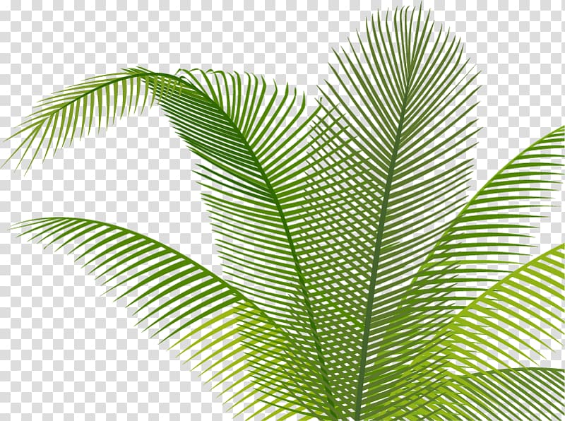 Leaf, Hand painted green leaves transparent background PNG clipart