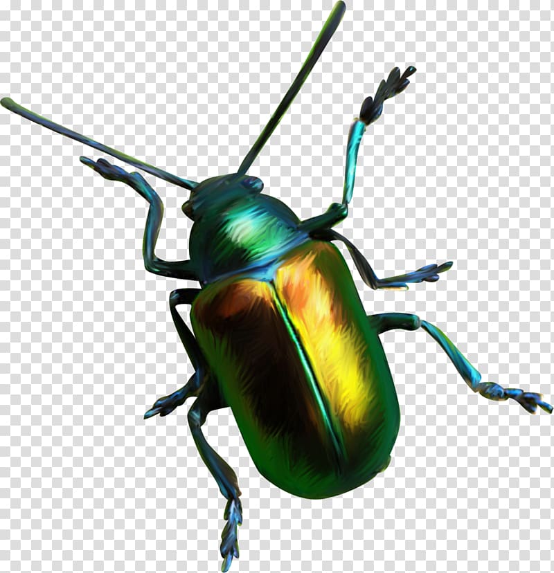 Scarabs , bugs transparent background PNG clipart