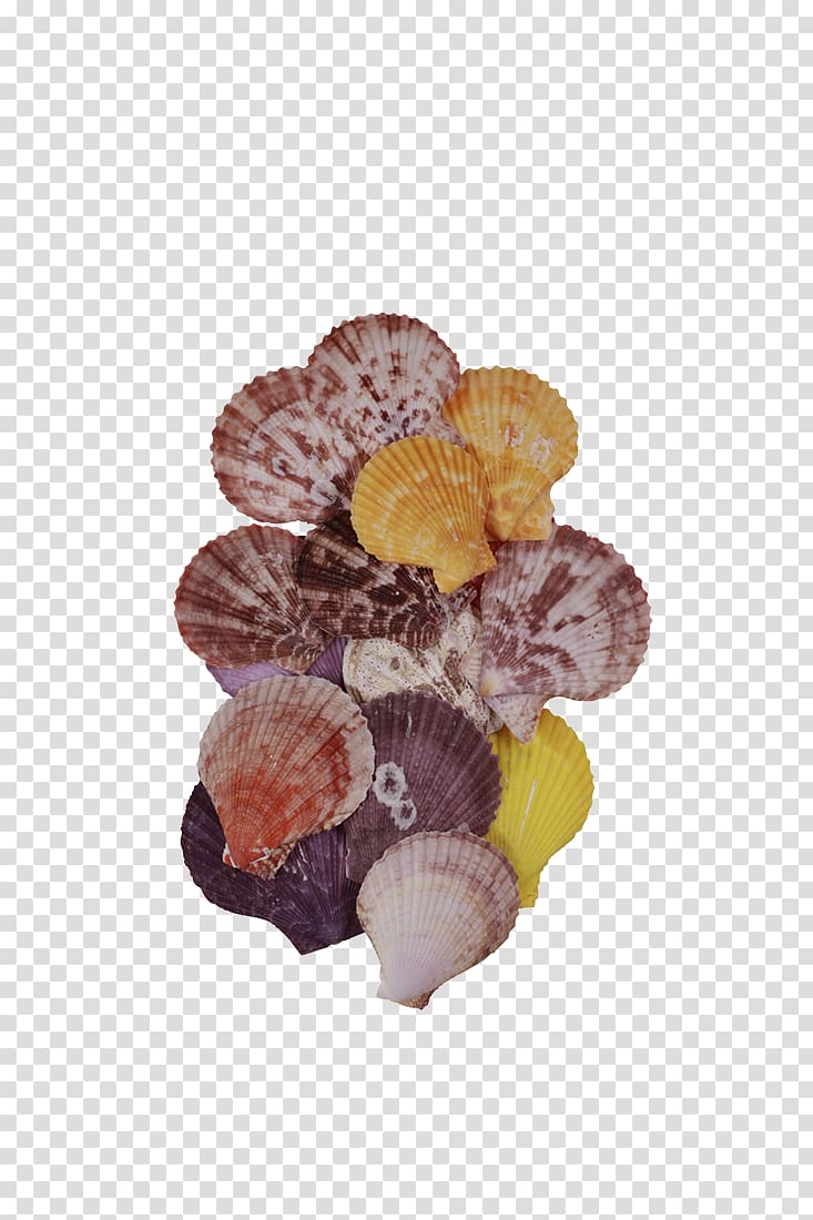 Seashell Pecten Abalone Clam Iridescence, seashell transparent background PNG clipart