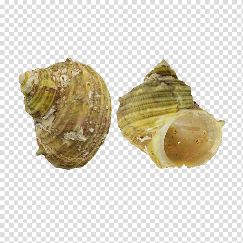 Seashell Clam Cockle Conchology Shankha, seashells transparent background PNG clipart