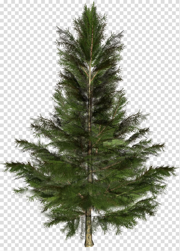 Spruce Fir Pine Christmas tree, tree transparent background PNG clipart