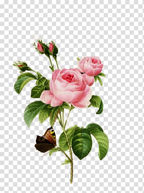Cabbage rose French rose Botanical illustration Botany, islamic post transparent background PNG clipart