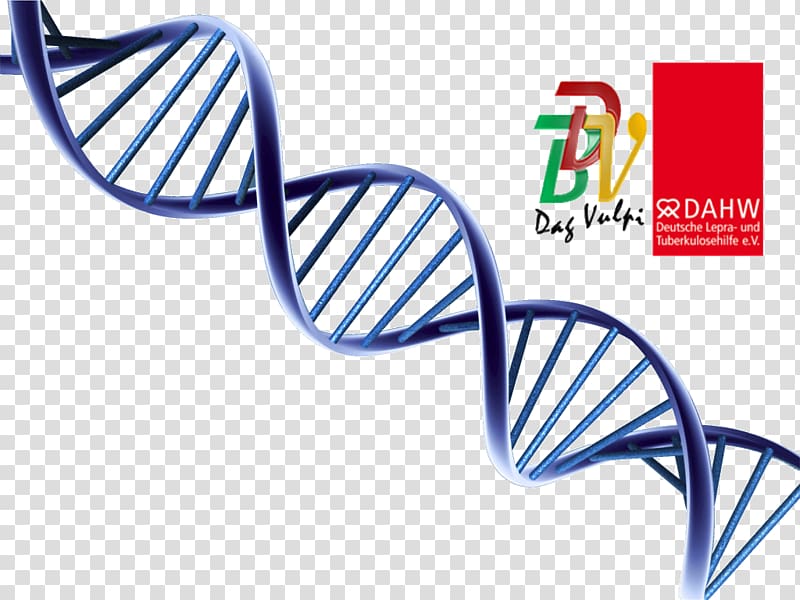 Molecular models of DNA Nucleic acid double helix DNA replication , transparent background PNG clipart