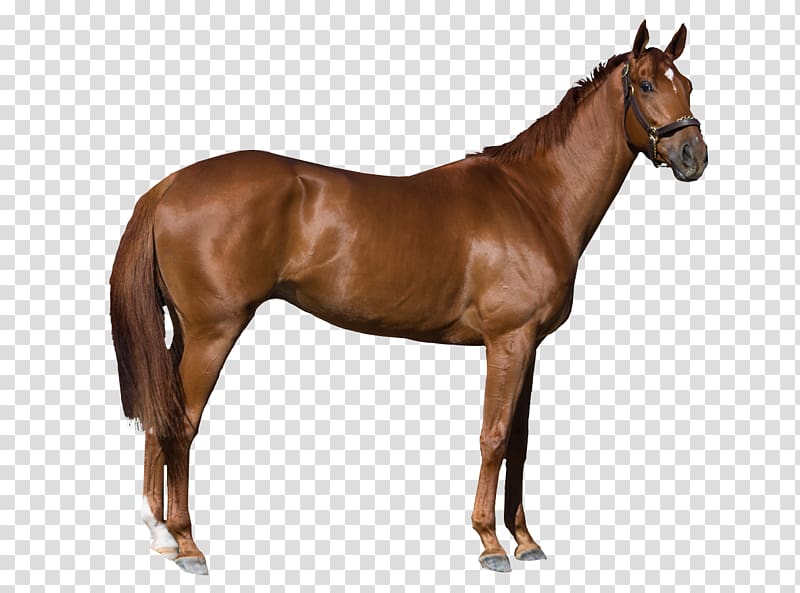 Horse , horse transparent background PNG clipart