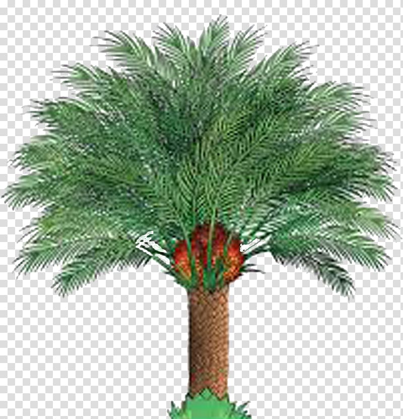 green and brown palm tree illustration, Palm oil Ministry of Plantation Industries and Commodities African oil palm, palm tree transparent background PNG clipart