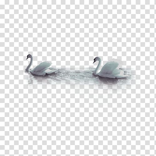 Cygnini Goose Duck, swan transparent background PNG clipart