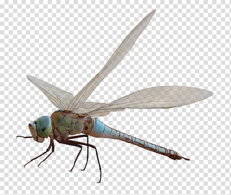 Dragonfly Insect Computer , dragonfly transparent background PNG clipart