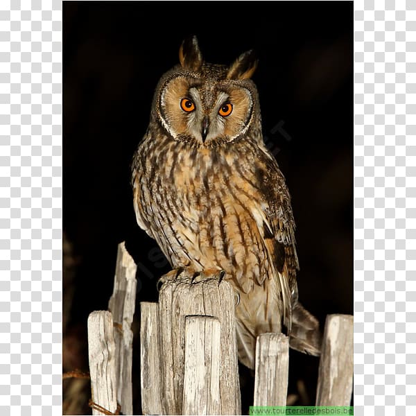 Long-eared Owl Bird Tawny owl Eurasian eagle-owl, Bird transparent background PNG clipart
