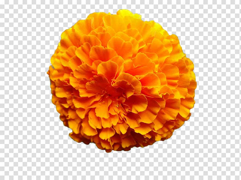 yellow petaled flower, Mexican marigold Flower Calendula officinalis Orange, Marigold flower transparent background PNG clipart