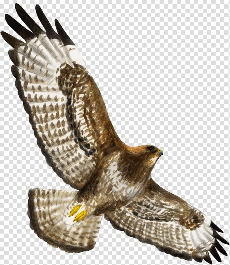 Hawk Bird of prey Buzzard Eagle, plane illustration transparent background PNG clipart