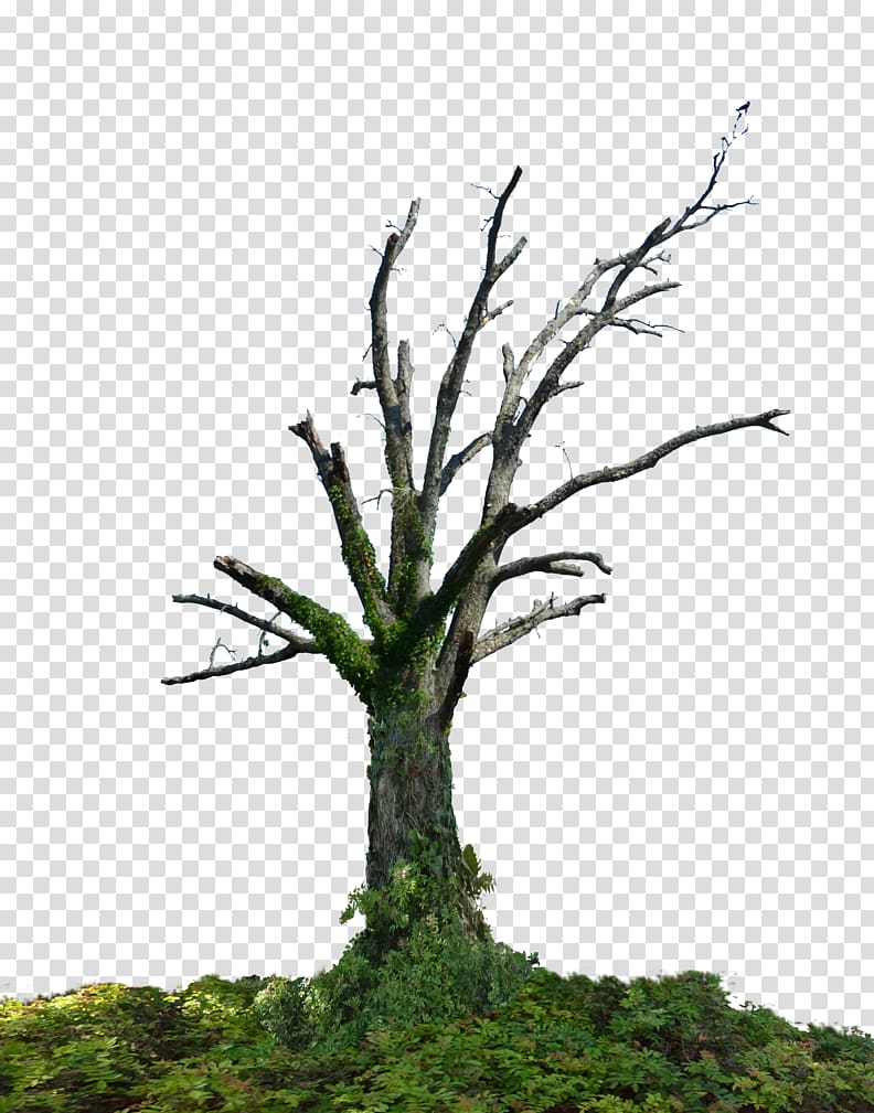 Tree Branch Root Trunk, Share transparent background PNG clipart