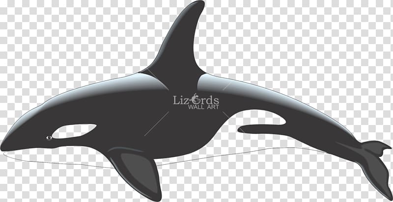 Killer whale White-beaked dolphin Cetacea , killer whale transparent background PNG clipart