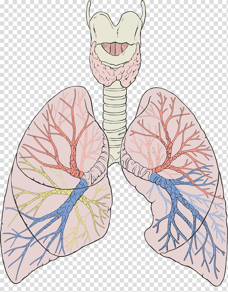 Lung Gas exchange Anatomy Respiratory system Breathing, lungs transparent background PNG clipart