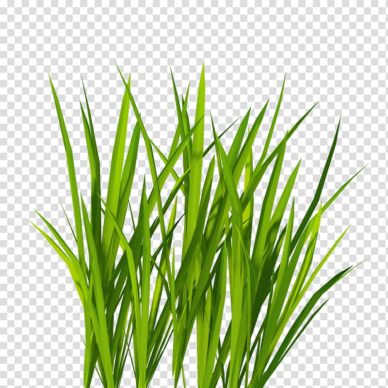 Grass transparent background PNG clipart